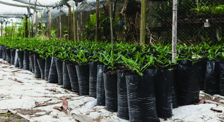 Rows of young tree seedlings in a Save the Planet nursery